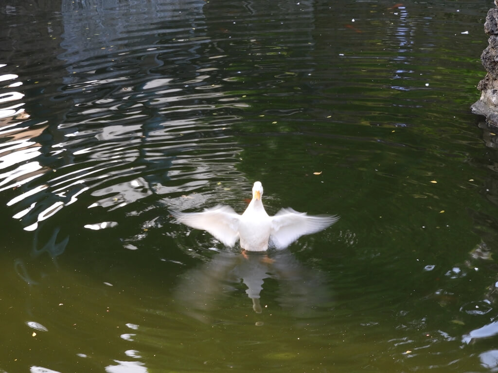 林本源園邸（板橋林家花園）的圖片：戲水白鴨