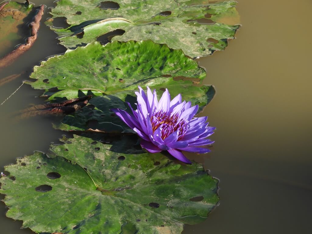 青林農場的圖片：池裡的蓮花盛開