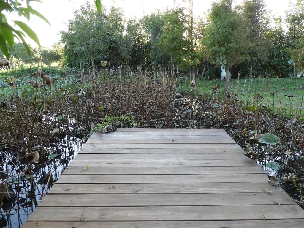 林家古厝休閒農場的圖片：賞蓮花的木棧道，剛好秋冬蓮花大部分都枯萎了