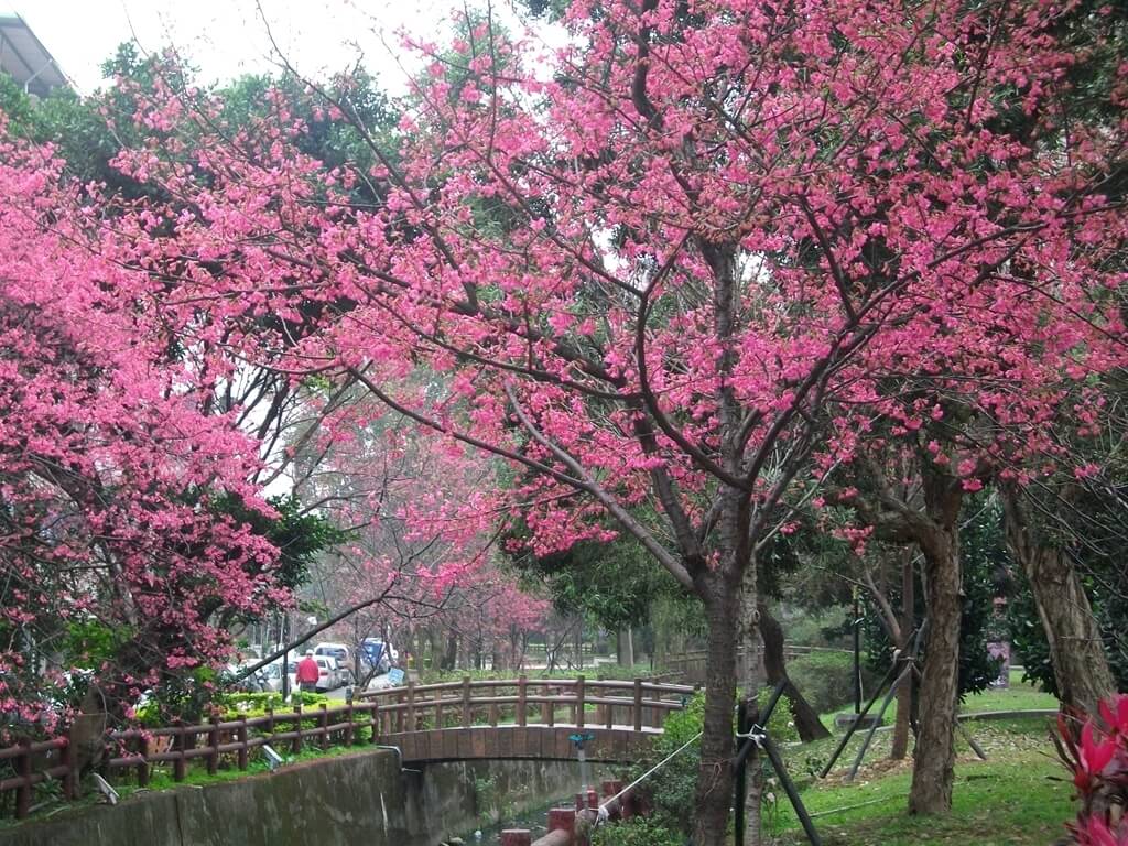 中壢莒光公園的圖片：櫻花（123657484）