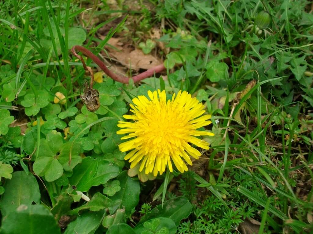 中壢莒光公園的圖片：草地上的小黃花