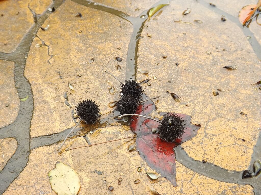 龍岡森林公園的圖片：掉落在地上的松果