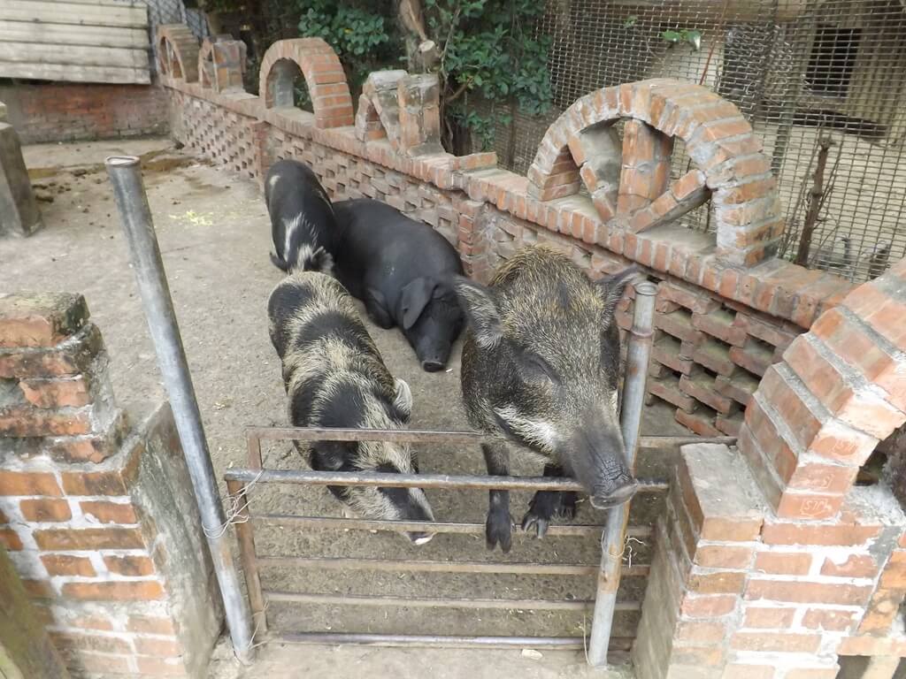 羊世界牧場的圖片：可愛的小豬（123657510）