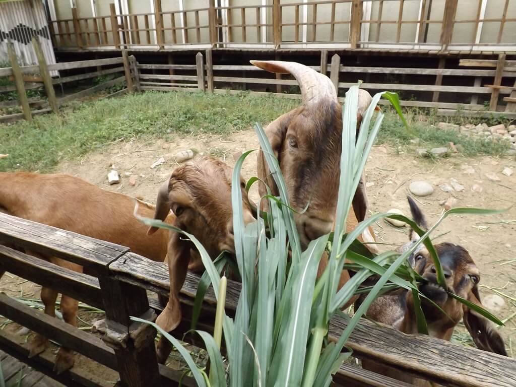 羊世界牧場的圖片：餵羊吃牧草（123657515）