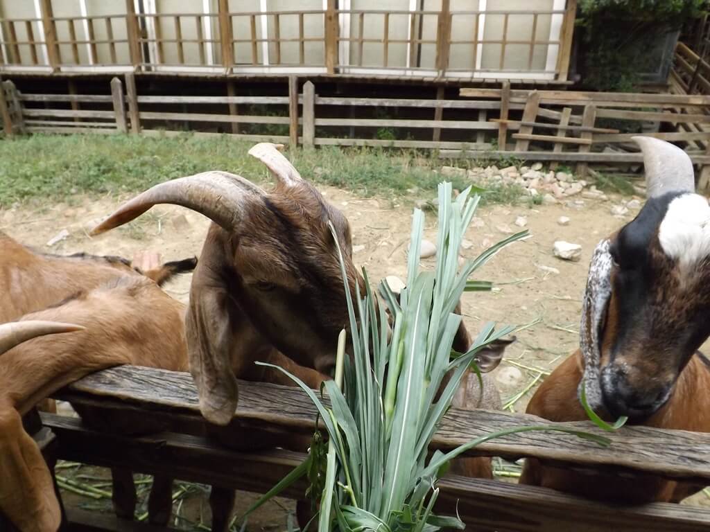 羊世界牧場的圖片：餵羊吃牧草（123657516）