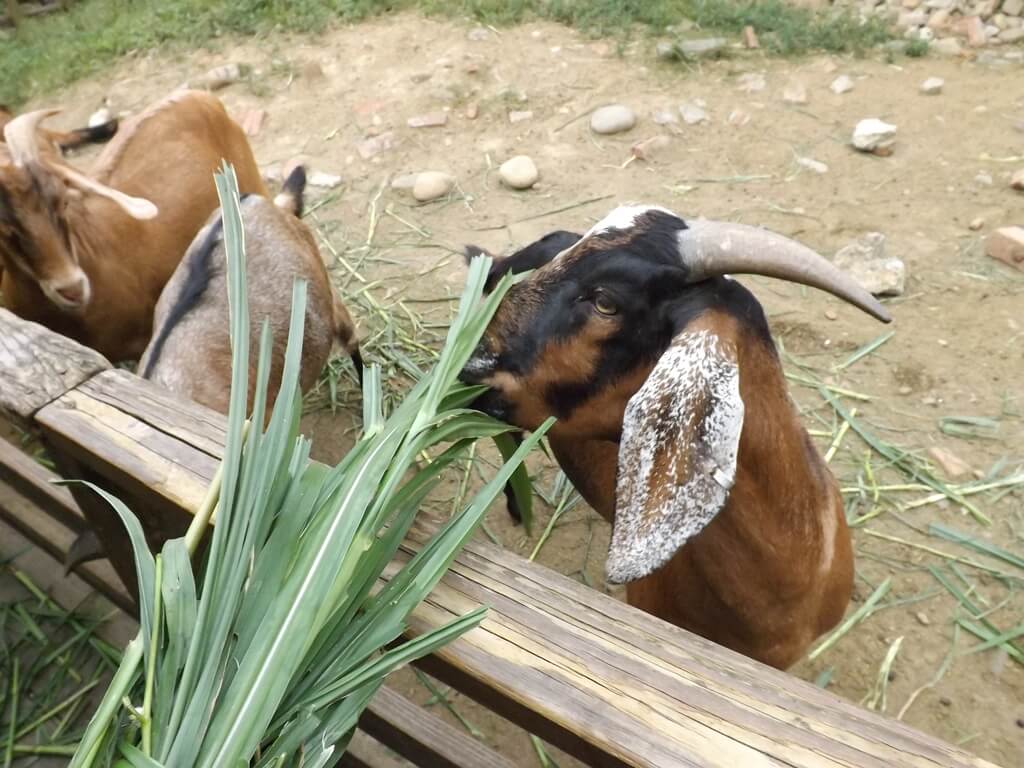 羊世界牧場的圖片：餵羊吃牧草（123657517）