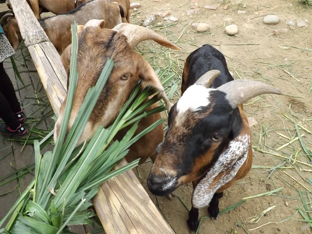 羊世界牧場的圖片：餵羊吃牧草（123657519）
