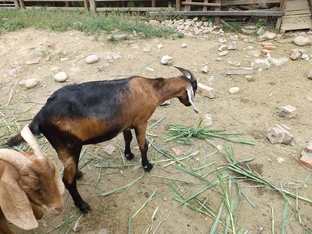 羊世界牧場的圖片：餵羊吃牧草（123657520）