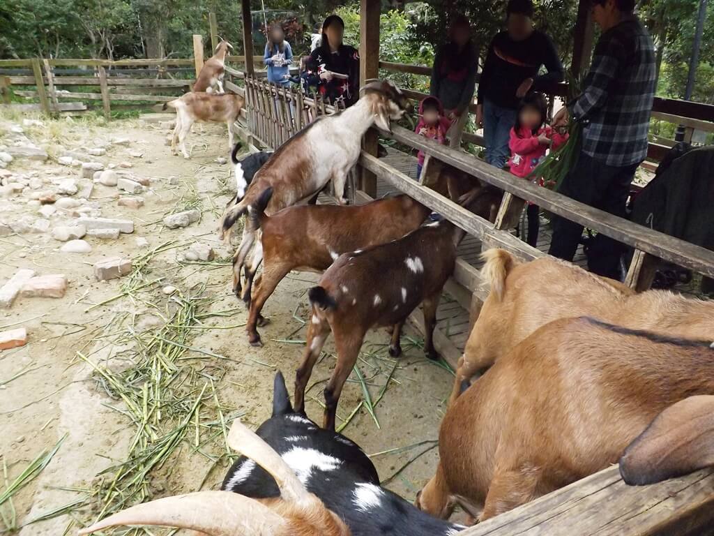 羊世界牧場的圖片：餵羊吃牧草（123657521）