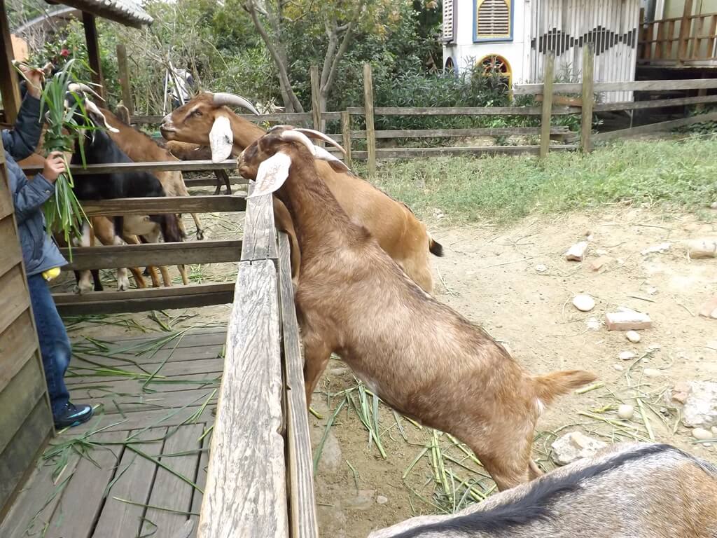 羊世界牧場的圖片：餵羊吃牧草（123657522）
