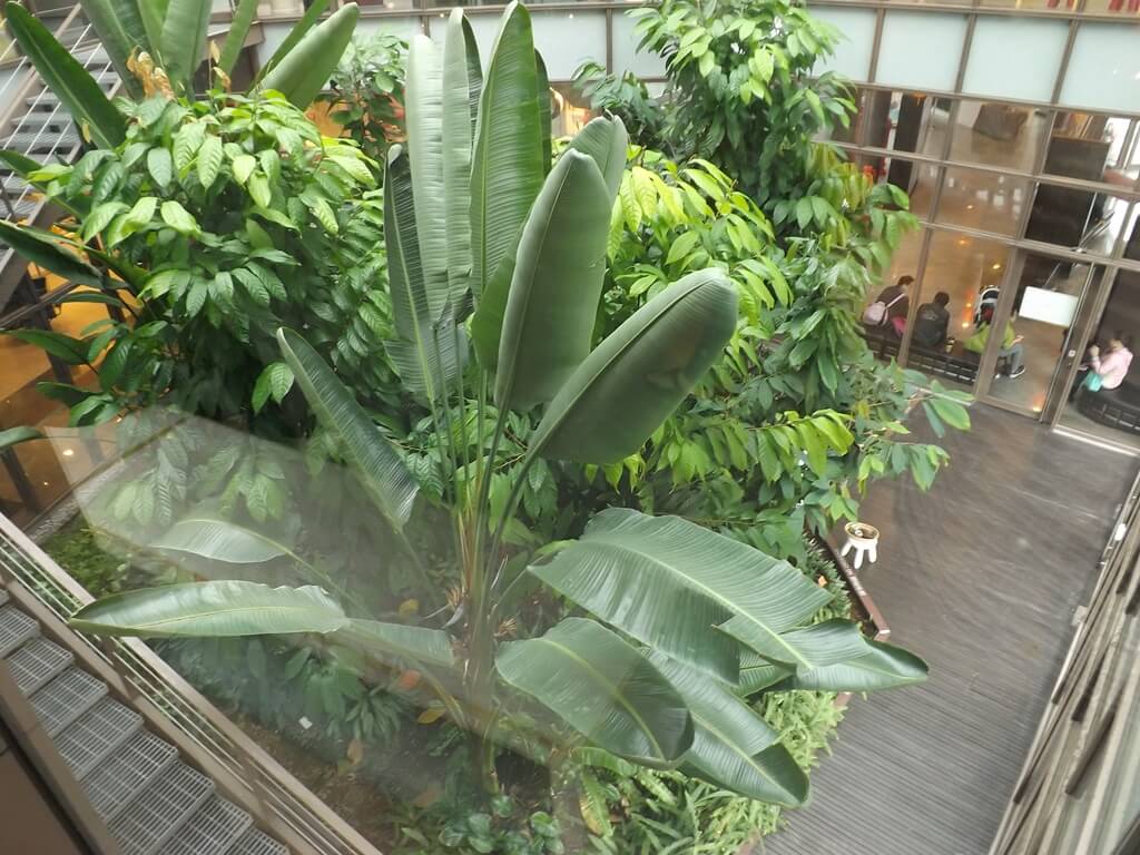 宏亞巧克力共和國的圖片：可可溫室裡的植物