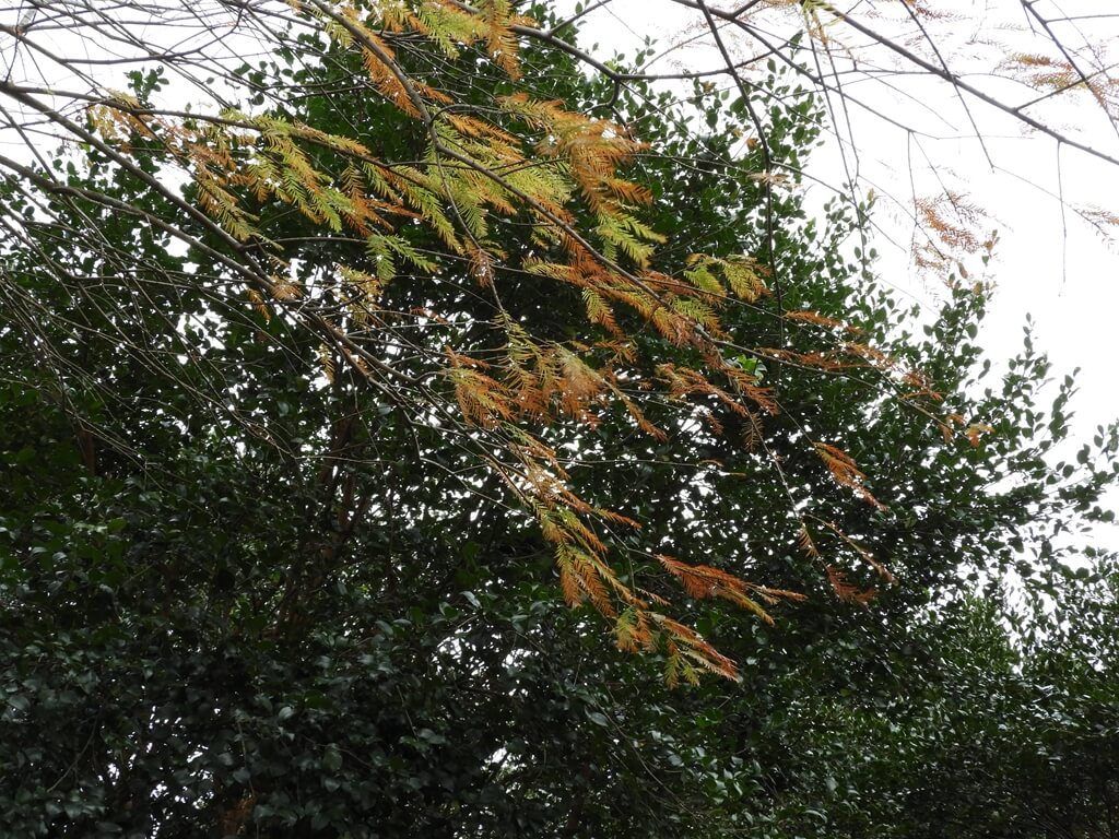 大溪落羽松大道的圖片：冬季，落羽松淺綠色及褐色的松葉