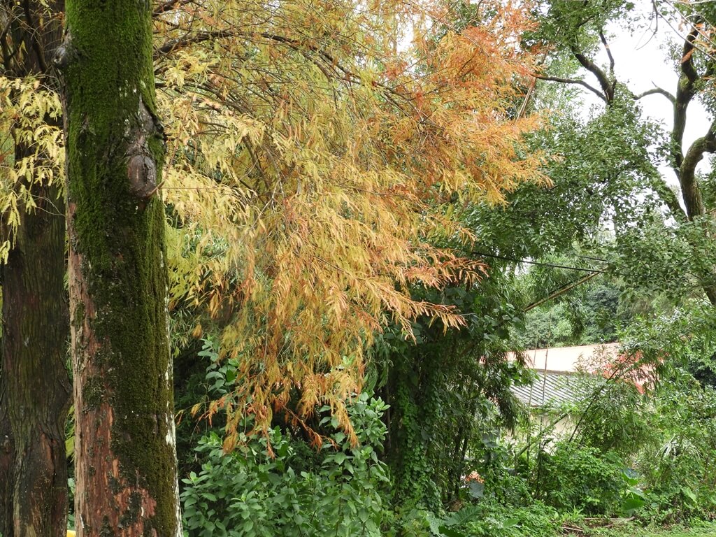 大溪落羽松大道的圖片：黃褐色的落羽松葉