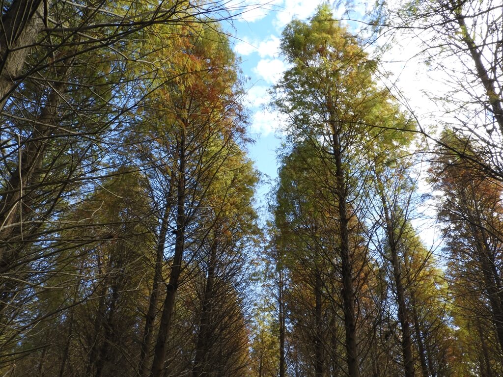 大溪南興落羽松（原桃園八德落羽松森林）的圖片：向上拍攝落羽松枝條及頂上的綠葉