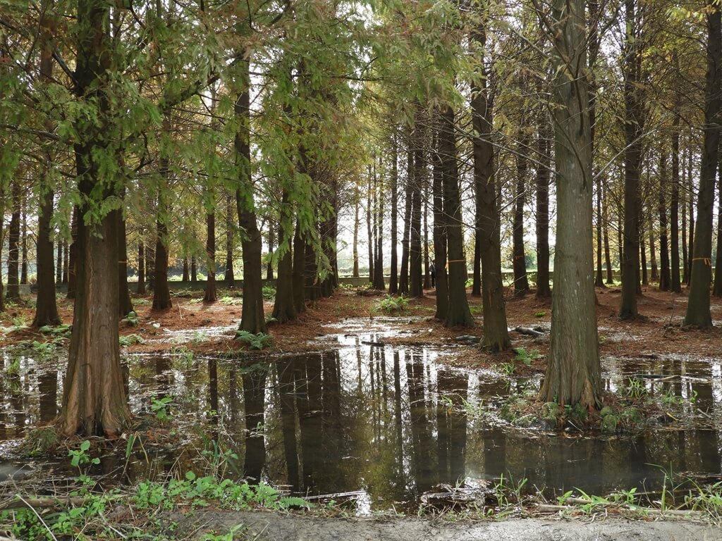 大溪南興落羽松（原桃園八德落羽松森林）的圖片：地上有積水與倒影的落羽松森林