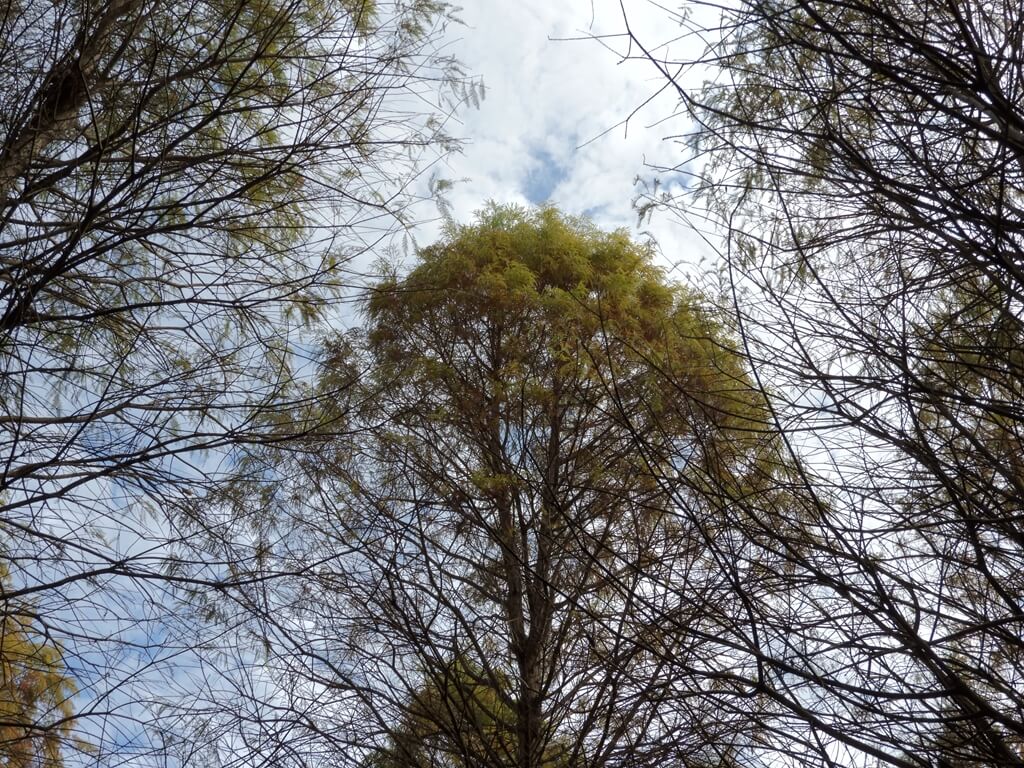 大溪南興落羽松（原桃園八德落羽松森林）的圖片：樹的頂端有些淺綠色葉子及藍天白雲