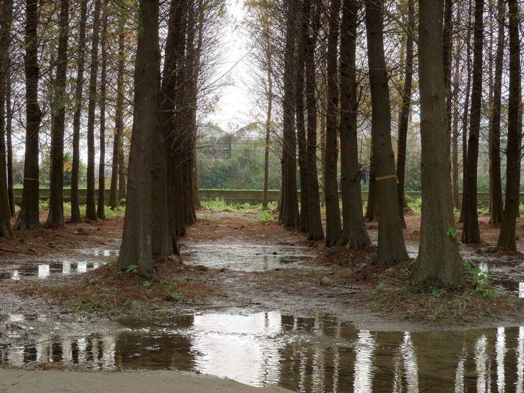 大溪南興落羽松（原桃園八德落羽松森林）的圖片：些許積水及整齊的落羽松