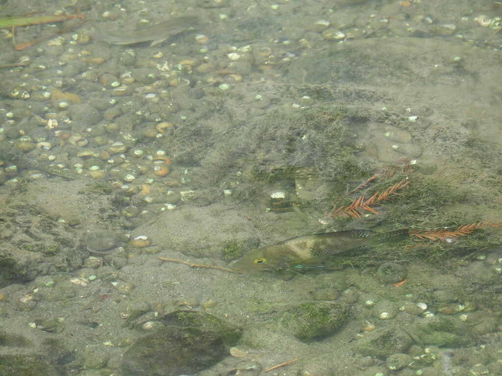 大溪南興落羽松（原桃園八德落羽松森林）的圖片：落羽松森林旁茄苳溪內的魚