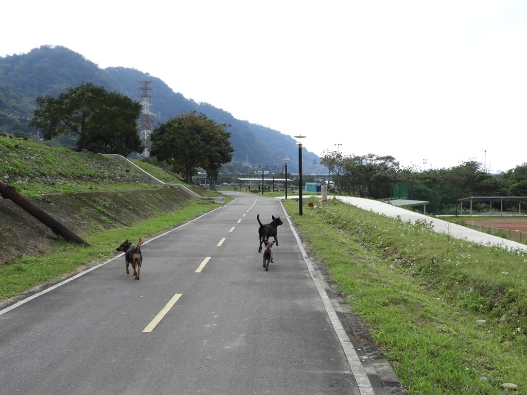 三鶯陶瓷河濱公園的圖片：公路上的狗