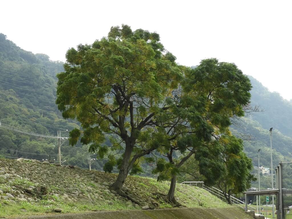 三鶯陶瓷河濱公園的圖片：堤防上的大樹