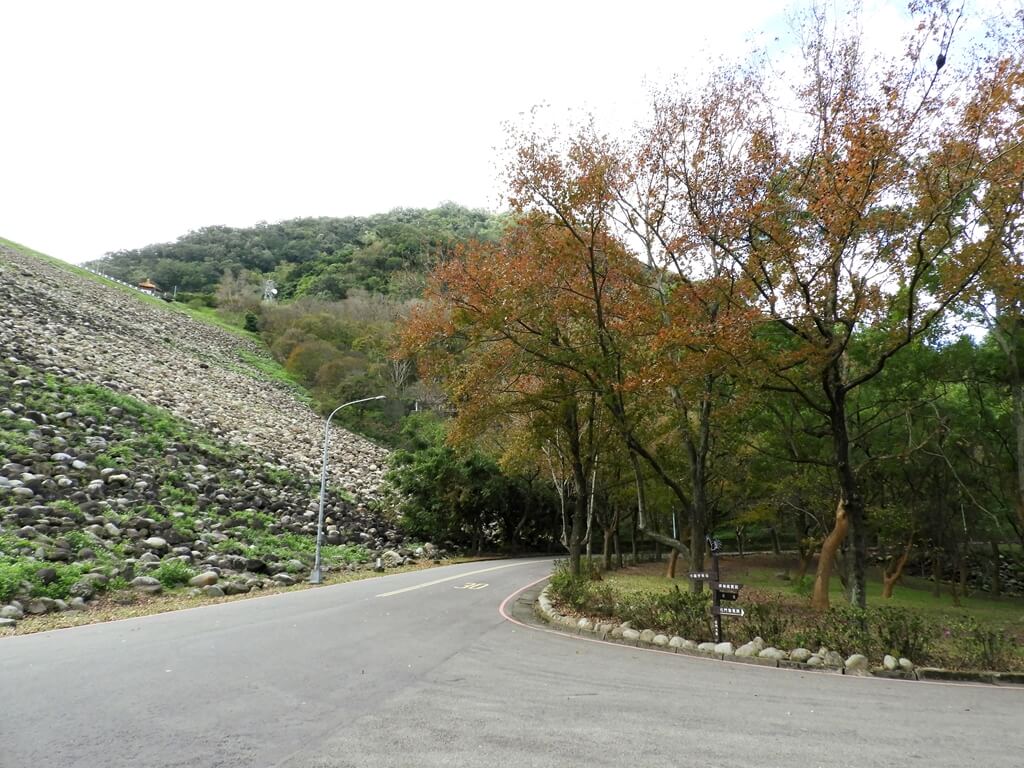 石門水庫風景區的圖片：通往賞楓步道的道路就有許多的楓樹