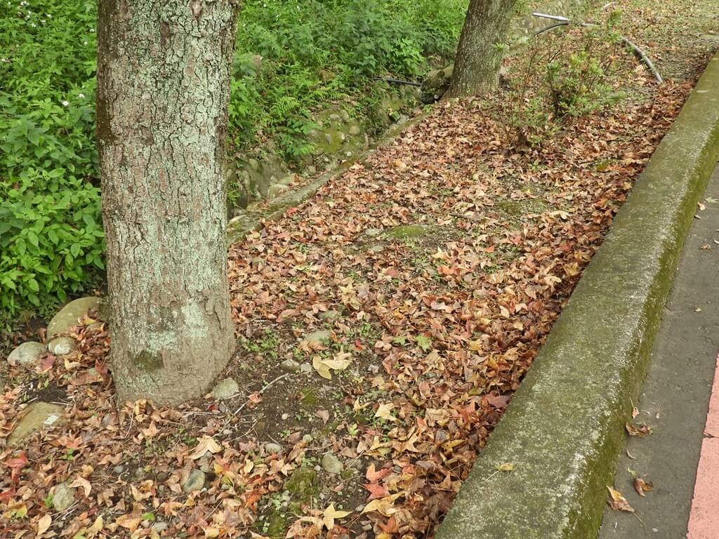 石門水庫風景區的圖片：飄落在地的許多楓葉