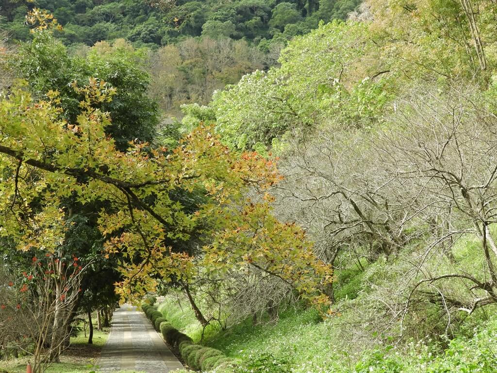 石門水庫風景區的圖片：褐色及淺綠色的楓葉