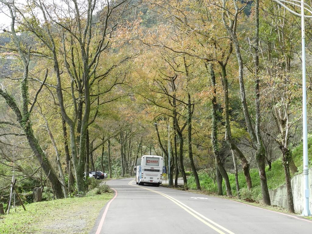 石門水庫風景區的圖片：公車開在賞楓大道上