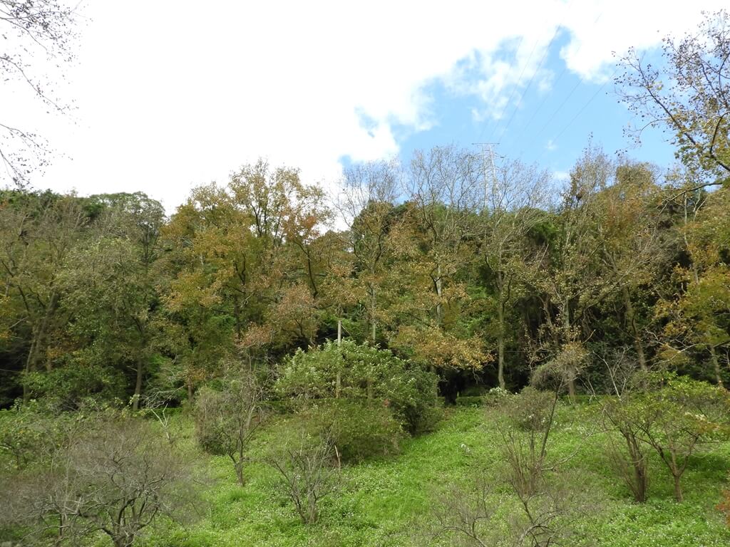石門水庫風景區的圖片：山坡上的楓樹（123657881）