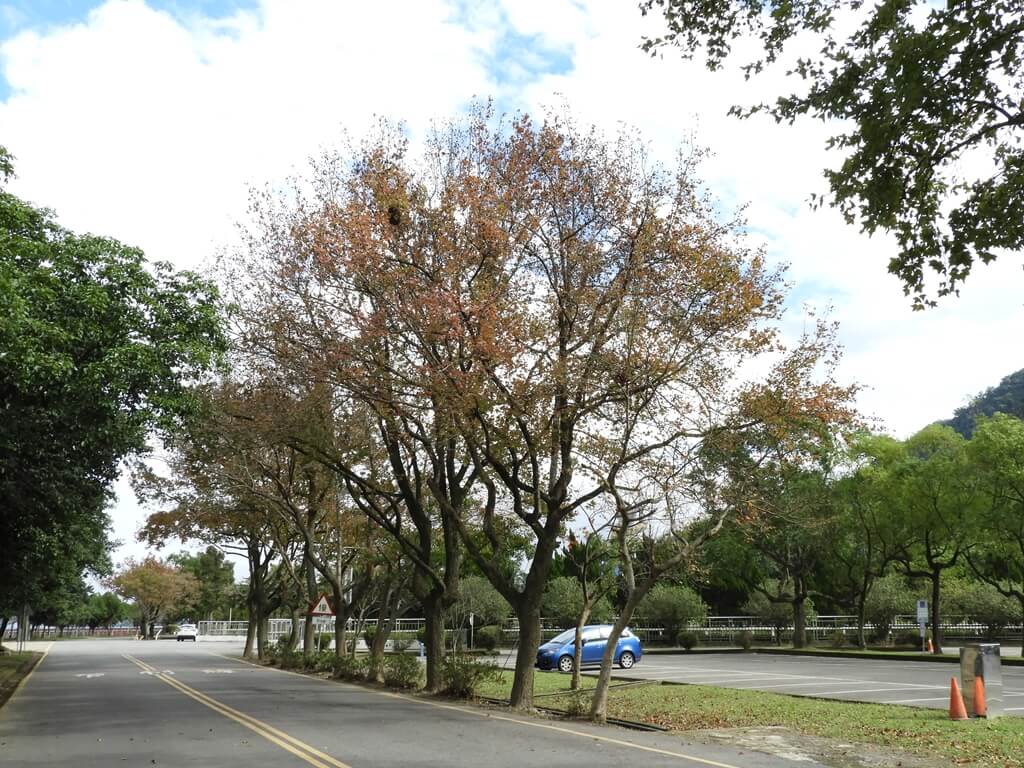 石門水庫風景區的圖片：南苑停車場旁的楓樹（123657883）