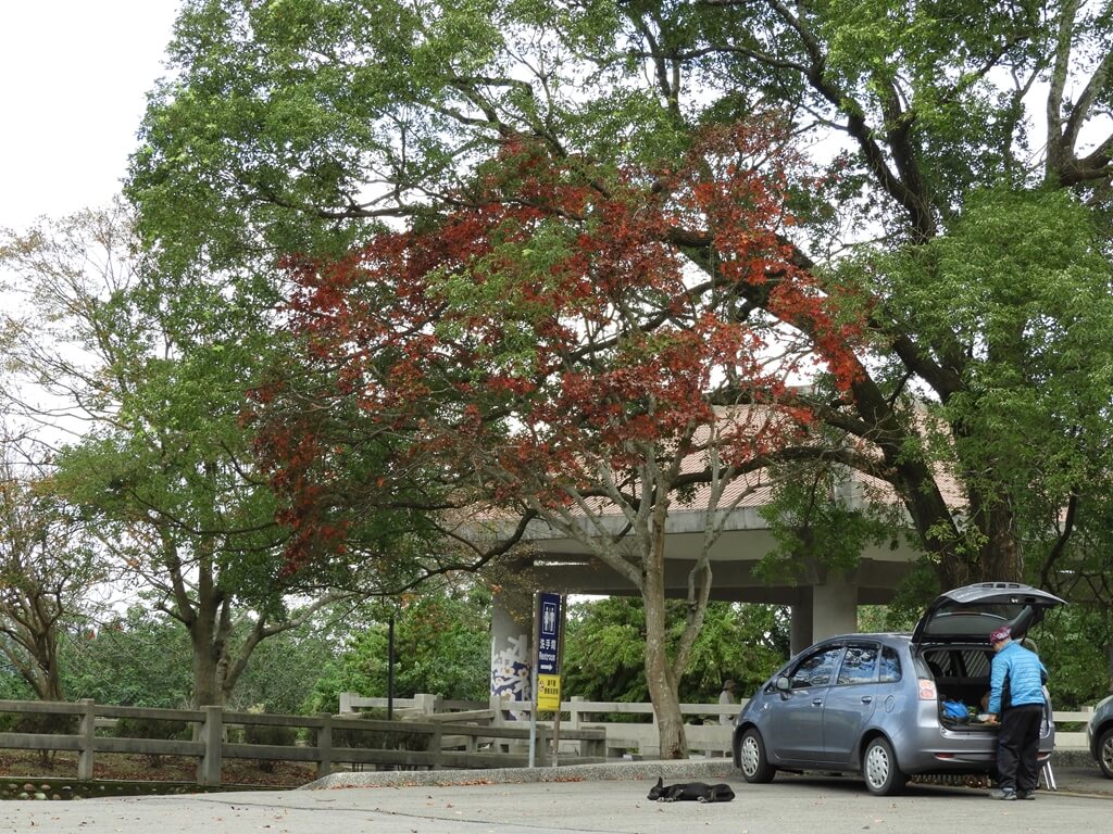 石門水庫風景區的圖片：很紅的楓樹（123657893）