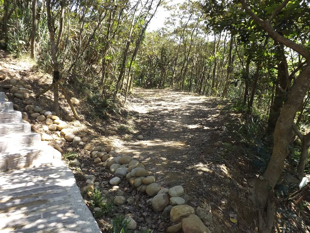 楊梅秀才登山步道的圖片：水泥階梯旁的山林小路