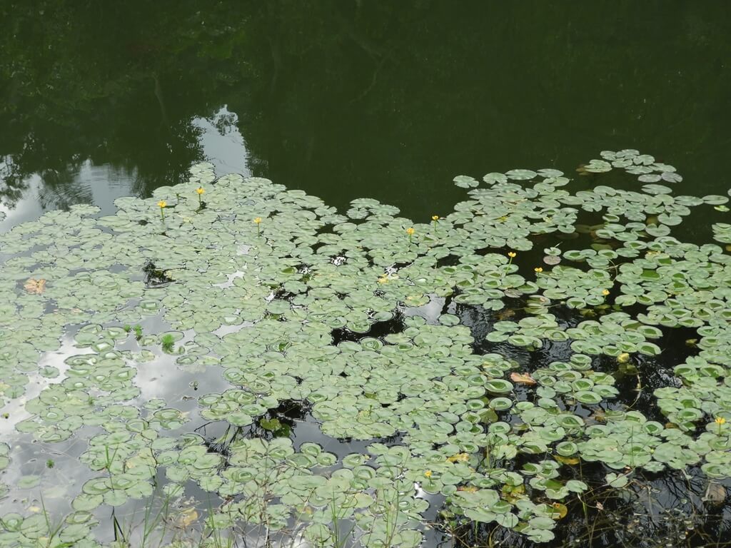 大溪山豬湖親水生態園區的圖片：山影池水面上的水生植物