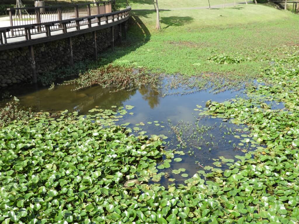 桃園1-4號生態埤塘的圖片：生態池內的水很清澈，有許多魚類，水面上佈滿了水生植物