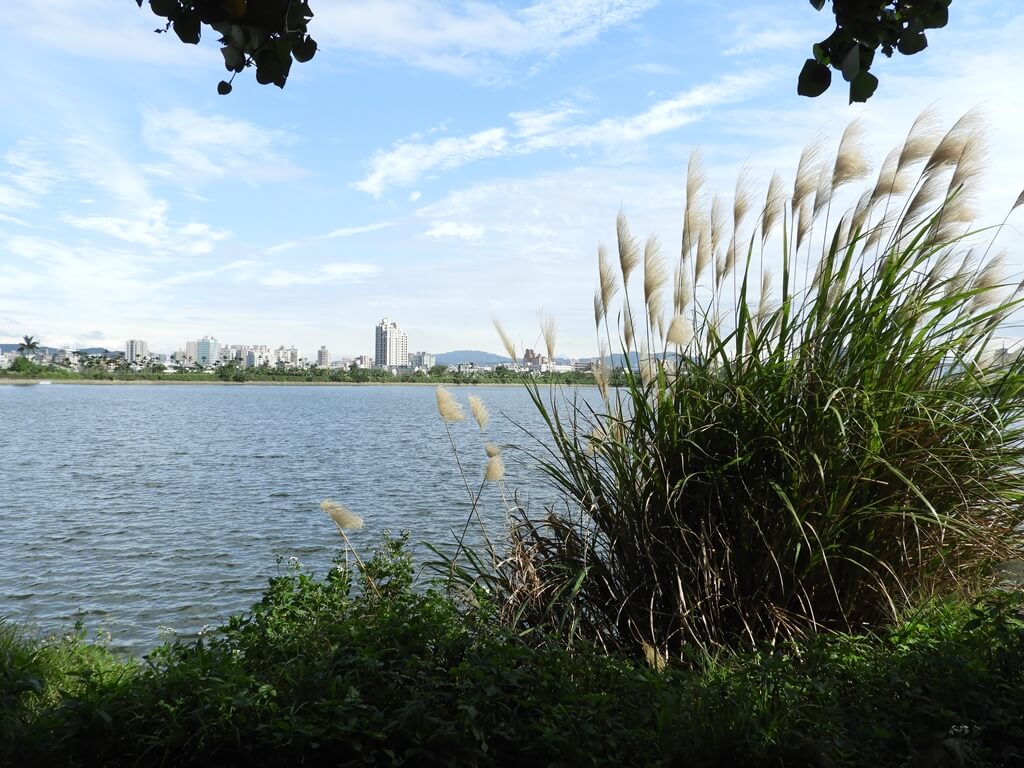 桃園1-4號生態埤塘的圖片：芒草與大埤塘