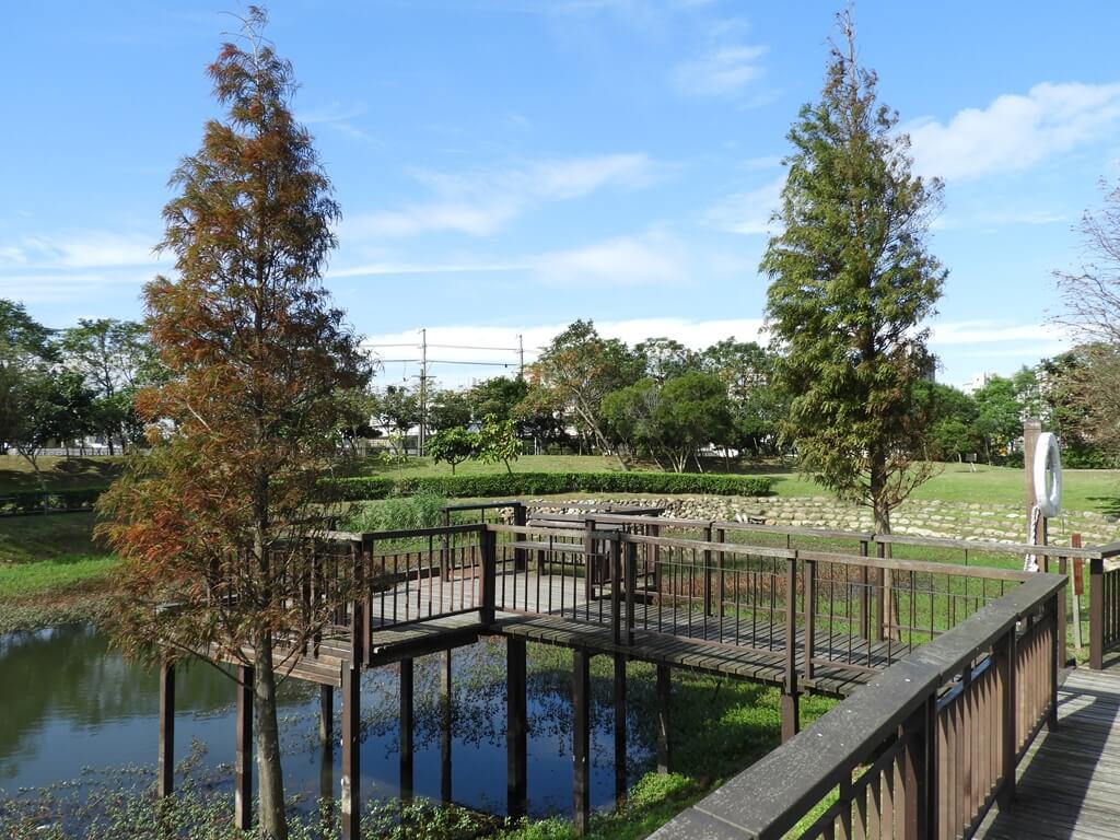 桃園1-4號生態埤塘的圖片：水面上的木棧觀景台及落羽松