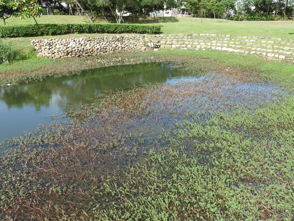 桃園1-4號生態埤塘的圖片：生態水池（123658107）
