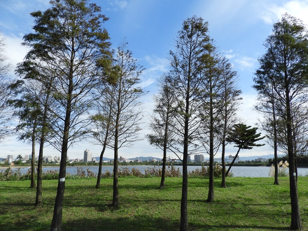 桃園1-4號生態埤塘的圖片：落羽松苗