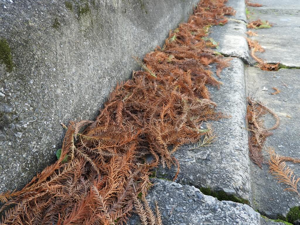 桃園玉山公園的圖片：水溝蓋上的落羽松落葉