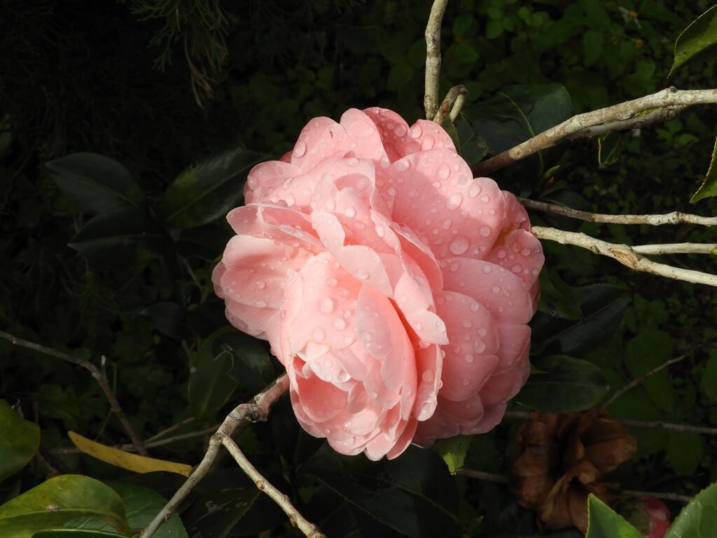 三峽行修宮（行天宮三峽分宮）的圖片：盛開的桃紅色茶花