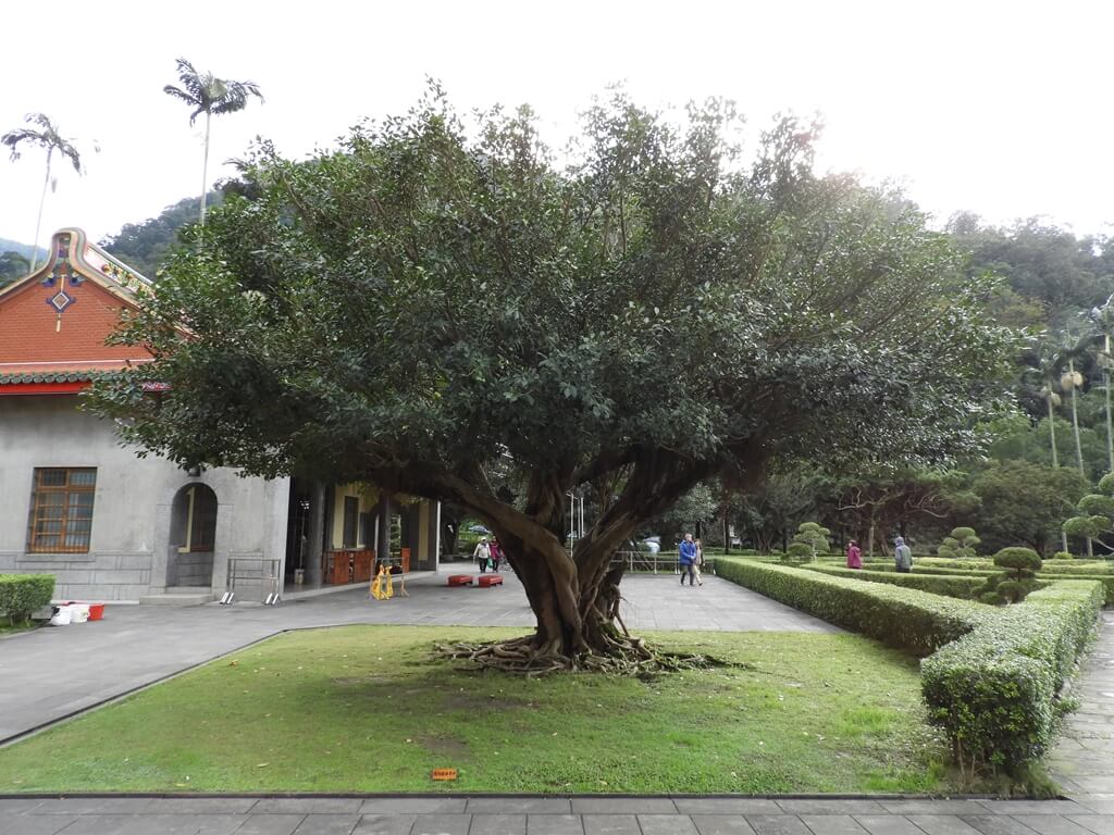 三峽行修宮（行天宮三峽分宮）的圖片：明德堂旁的大樹
