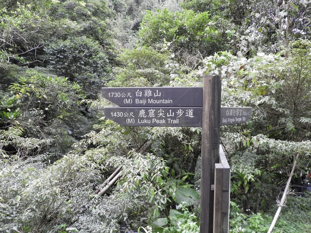 白雞山登山步道的圖片：1730公尺 (M) 白雞山、1430公尺 (M) 鹿窟尖山