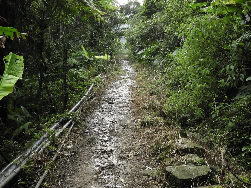 白雞山登山步道的圖片：白雞山步道（123658228）