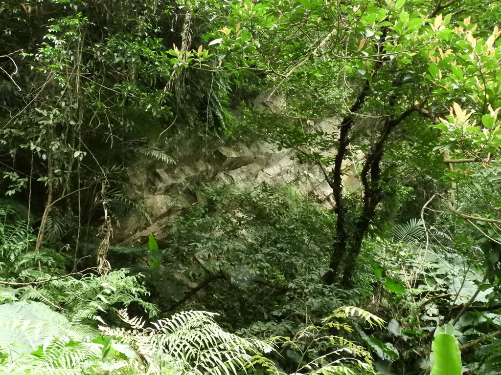 白雞山登山步道的圖片：登山步道旁的岩石壁