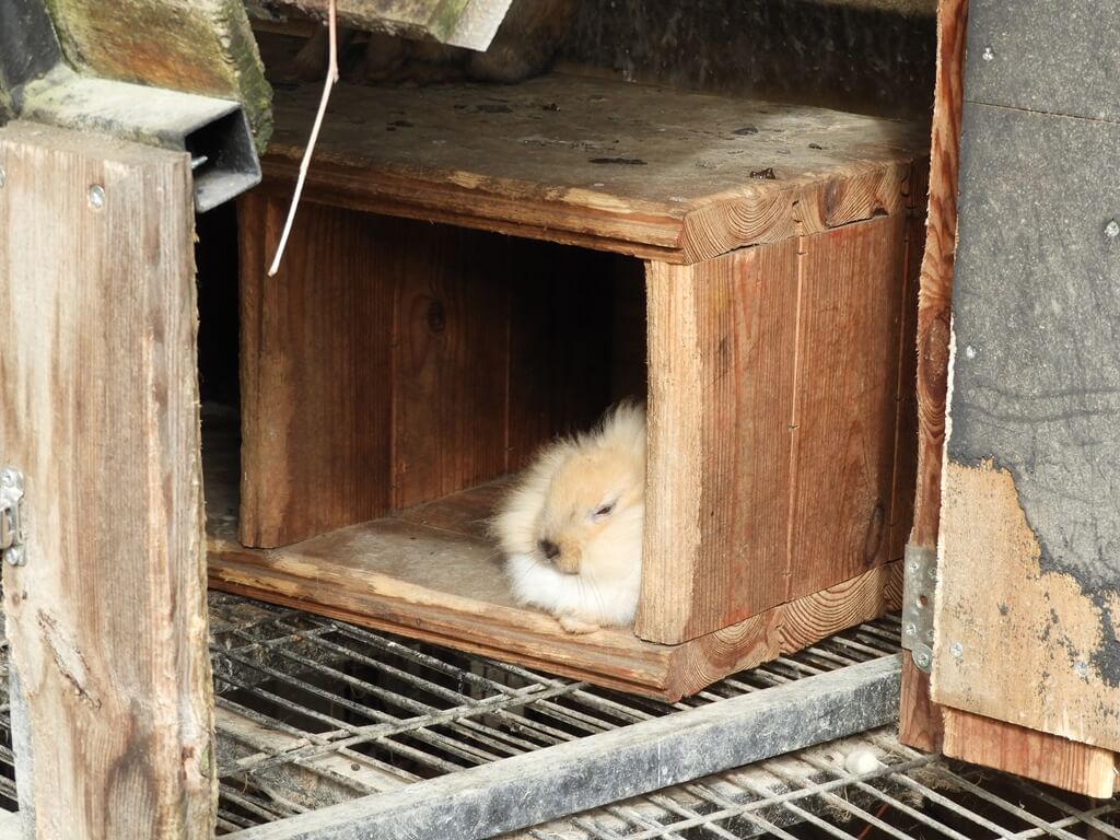 好時節農莊的圖片：木箱內的兔子