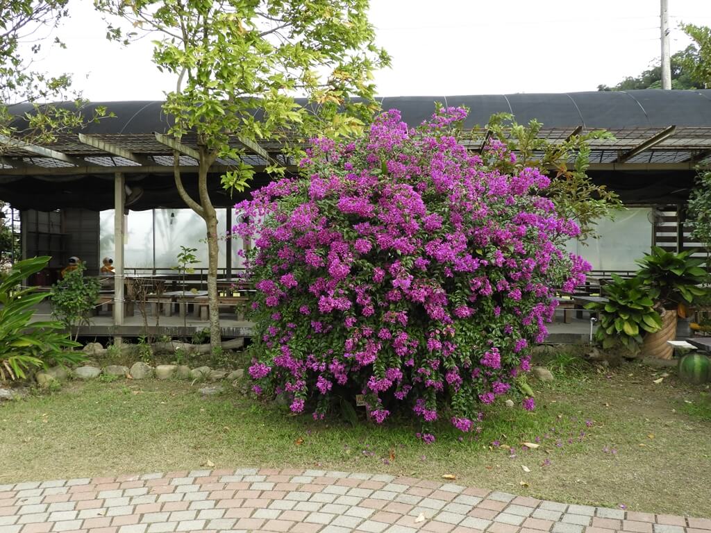 好時節農莊的圖片：盛開的紫色花，花名為蒜香藤