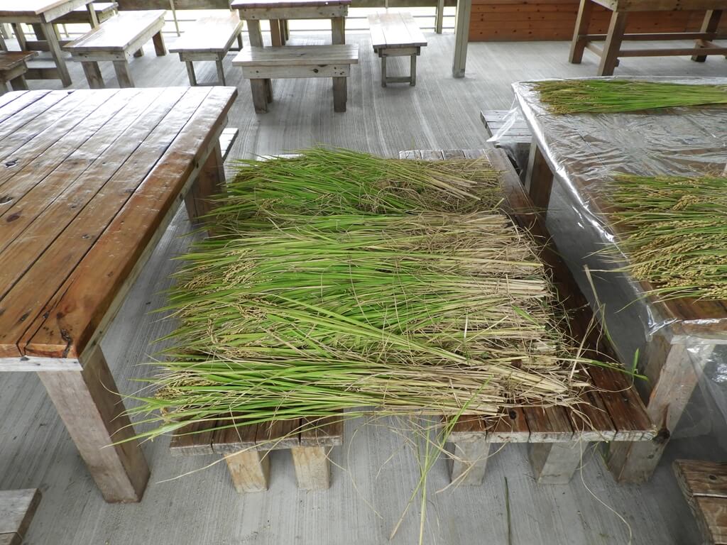 好時節農莊的圖片：還不知道會做成什麼成品的水稻
