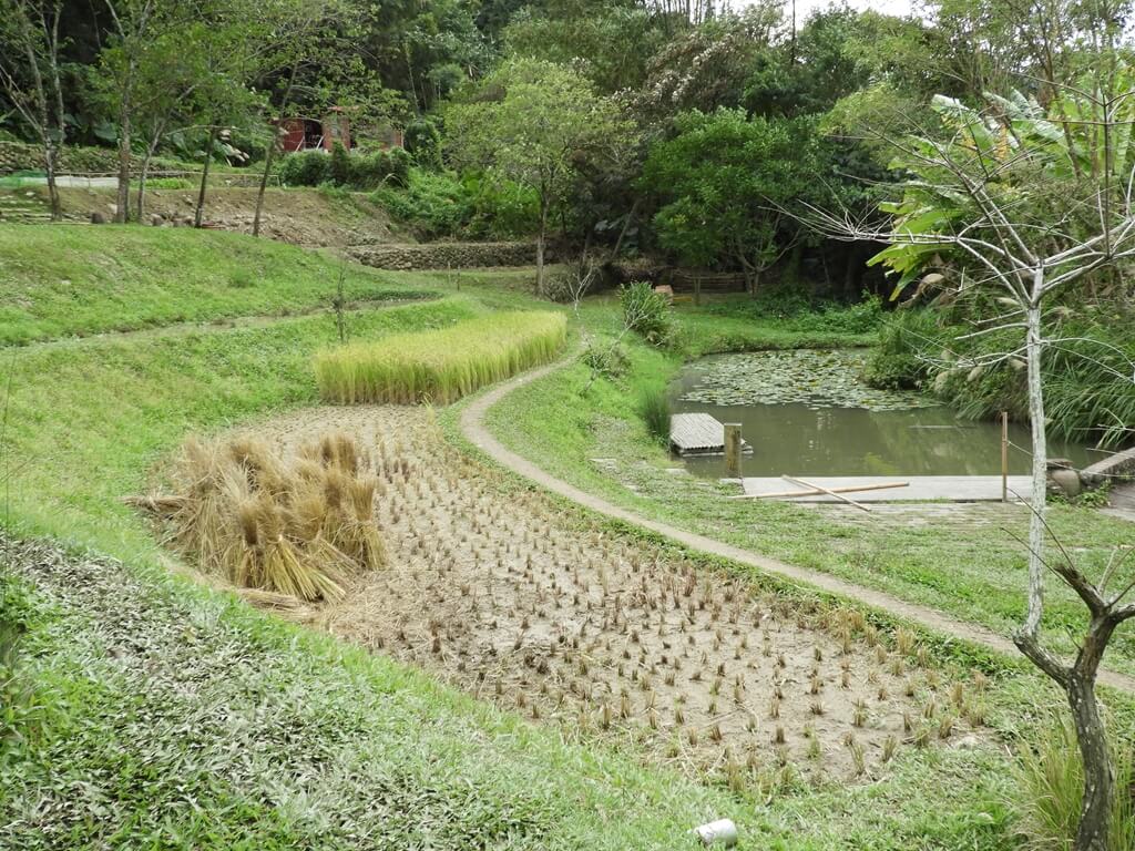 好時節農莊的圖片：已收割的稻穀