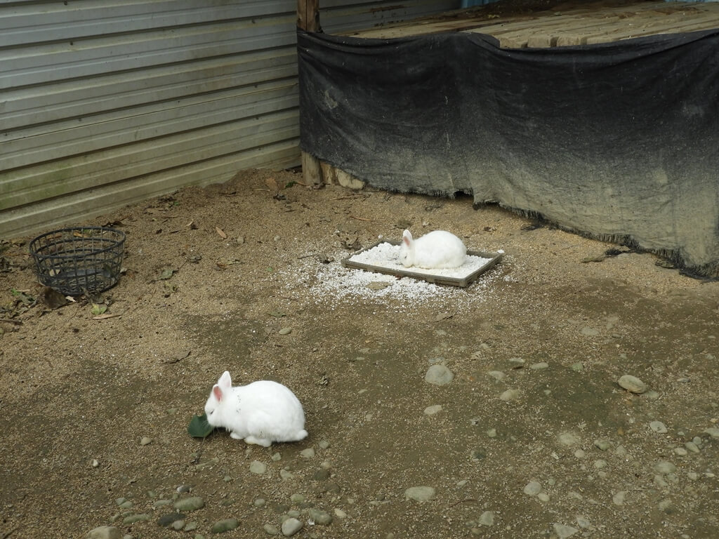 好時節農莊的圖片：兩隻小白兔