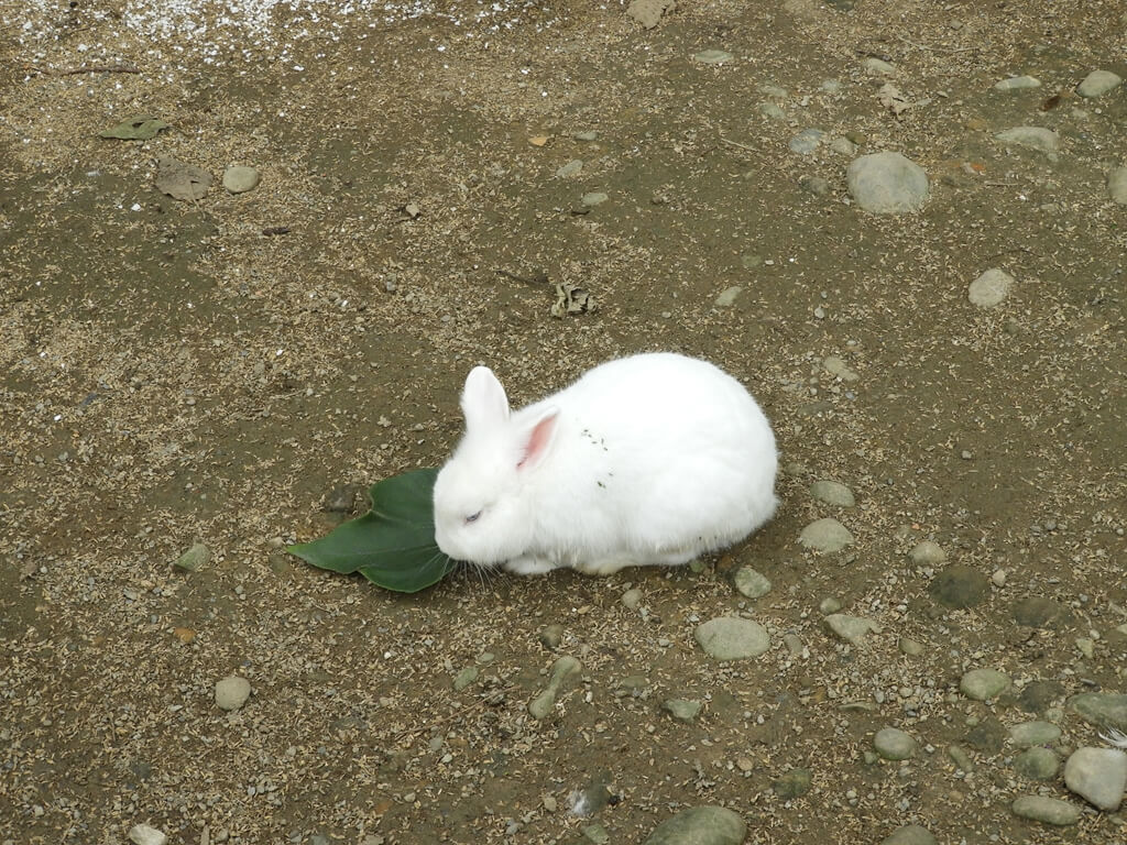 好時節農莊的圖片：一隻在吃樹葉的小白兔